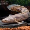 Endlichers Flösselhecht, Polypterus Endlicherii, NZ 2 Endlichers Flösselhecht, Polypterus Endlicherii, NZ -AQUATLATI Geschaft Endlichers Floesselhecht Polypterus endlicherii 1