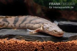 Endlichers Flösselhecht, Polypterus Endlicherii, NZ -AQUATLATI Geschaft Endlichers Floesselhecht Polypterus endlicherii 5