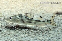 Engel-Antennenwels, Pimelodus Pictus