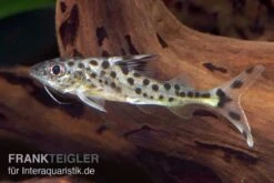 Engel-Antennenwels, Pimelodus Pictus -AQUATLATI Geschaft Engel Antennenwels Pimelodus pictus neu 3