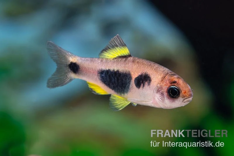 Schmetterlingsbarbe, Barbus Hulstaerti (Minifisch), 5 Stück 5 Schmetterlingsbarbe, Barbus Hulstaerti (Minifisch), 5 Stück – Bild 3