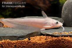 Equinus-Korallenwels, Neosilurus Equinus -AQUATLATI Geschaft Equinus Korallenwels Neosilurus equinus 3