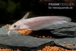 Equinus-Korallenwels, Neosilurus Equinus -AQUATLATI Geschaft Equinus Korallenwels Neosilurus equinus 4