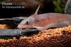 Equinus-Korallenwels, Neosilurus Equinus -AQUATLATI Geschaft Equinus Korallenwels Neosilurus equinus 5
