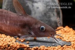 Equinus-Korallenwels, Neosilurus Equinus -AQUATLATI Geschaft Equinus Korallenwels Neosilurus equinus 6