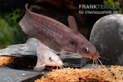 Equinus-Korallenwels, Neosilurus Equinus -AQUATLATI Geschaft Equinus Korallenwels Neosilurus equinus 7