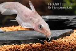 Equinus-Korallenwels, Neosilurus Equinus -AQUATLATI Geschaft Equinus Korallenwels Neosilurus equinus 8