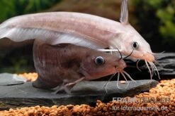 Equinus-Korallenwels, Neosilurus Equinus -AQUATLATI Geschaft Equinus Korallenwels Neosilurus equinus 9