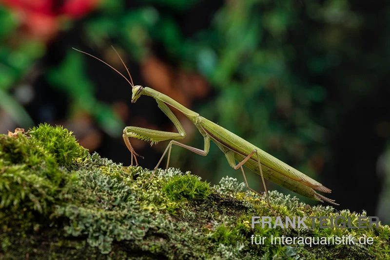 Europäische Gottesanbeterin, Mantis Religiosa 3 Europäische Gottesanbeterin, Mantis Religiosa