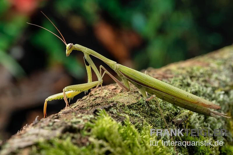 Europäische Gottesanbeterin, Mantis Religiosa 4 Europäische Gottesanbeterin, Mantis Religiosa – Bild 2