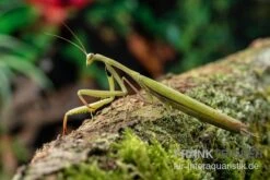 Europäische Gottesanbeterin, Mantis Religiosa 8 Europäische Gottesanbeterin, Mantis Religiosa -AQUATLATI Geschaft Europaeische Gottesanbeterin Mantis religiosa neu 3