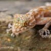 Fächerfingergecko, Ptyodactylus Ragazzi -AQUATLATI Geschaft Faecherfingergecko Ptyodactylus ragazzi 1