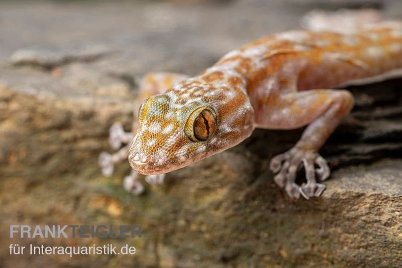 Fächerfingergecko, Ptyodactylus Ragazzi 3 Fächerfingergecko, Ptyodactylus Ragazzi