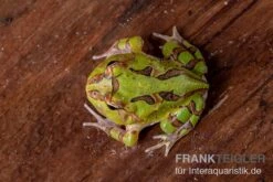 Fantasy Pacman Frog Grün, Ceratophrys Cornuta X Ceratophrys Cranwelli -AQUATLATI Geschaft Fantasy Pacman Frog gruen C cornuta x C cranwelli 03