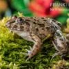 Südostasiatischer Reisfrosch, Fejervarya Limnocharis 2 Südostasiatischer Reisfrosch, Fejervarya Limnocharis -AQUATLATI Geschaft Fejervarya limnocharis Suedostasiatischer Reisfrosch