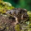 Ferkelfrosch, Hemisus Marmoratus 2 Ferkelfrosch, Hemisus Marmoratus -AQUATLATI Geschaft Ferkelfrosch Hemisus marmoratus neu 1