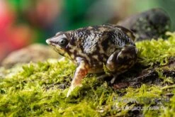 Ferkelfrosch, Hemisus Marmoratus 8 Ferkelfrosch, Hemisus Marmoratus -AQUATLATI Geschaft Ferkelfrosch Hemisus marmoratus neu 3