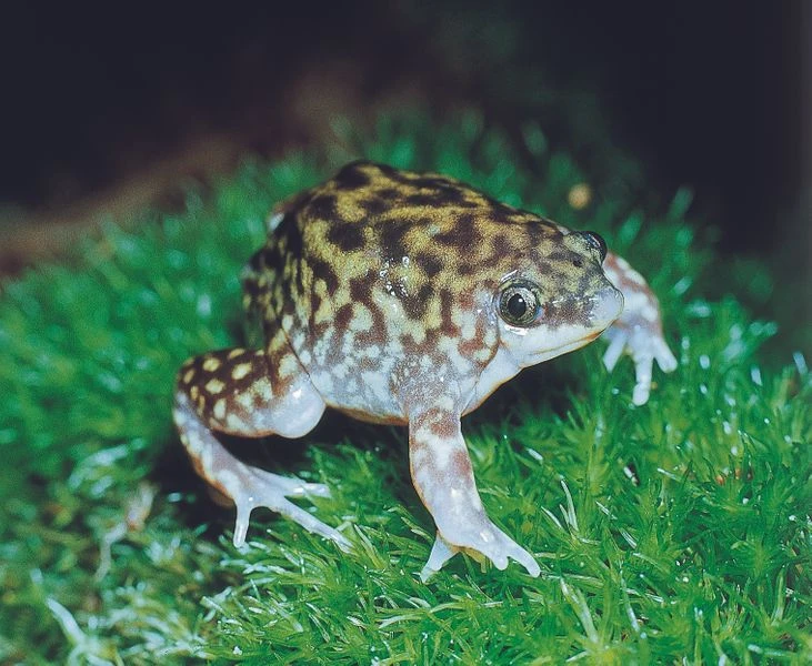Ferkelfrosch, Hemisus Marmoratus 6 Ferkelfrosch, Hemisus Marmoratus - Image 4