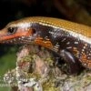 Feuerskink, Riopa Fernandi -AQUATLATI Geschaft Feuerskink Riopa fernandi