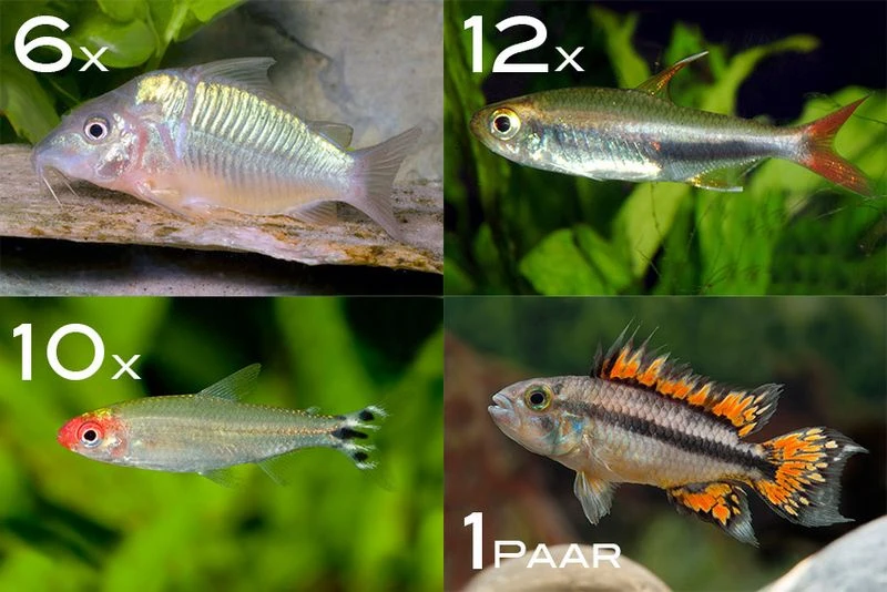 Zierfisch-Sortiment Amazonas Für 100 Cm 3 Zierfisch-Sortiment Amazonas Für 100 Cm