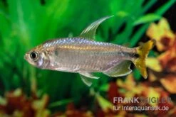 Flammenkongosalmler, Alestopetersius Nigropterus -AQUATLATI Geschaft Flammenkongosalmler Alestopetersius nigropterus 2 1