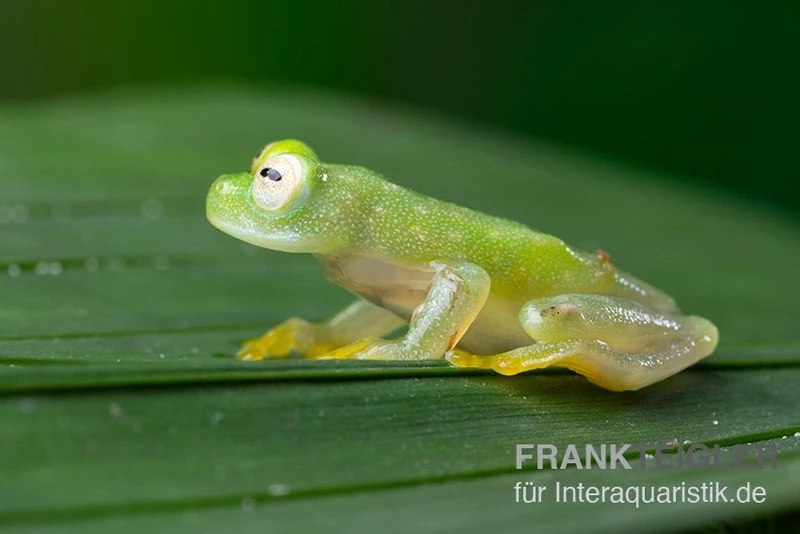Fleischmann's Glasfrosch, Hyalinobatrachium Fleischmanni 3 Fleischmann's Glasfrosch, Hyalinobatrachium Fleischmanni