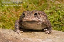 AQUATLATI Geschaft 31 AQUATLATI Geschaft -AQUATLATI Geschaft Floridakroete Bufo terrestris 1