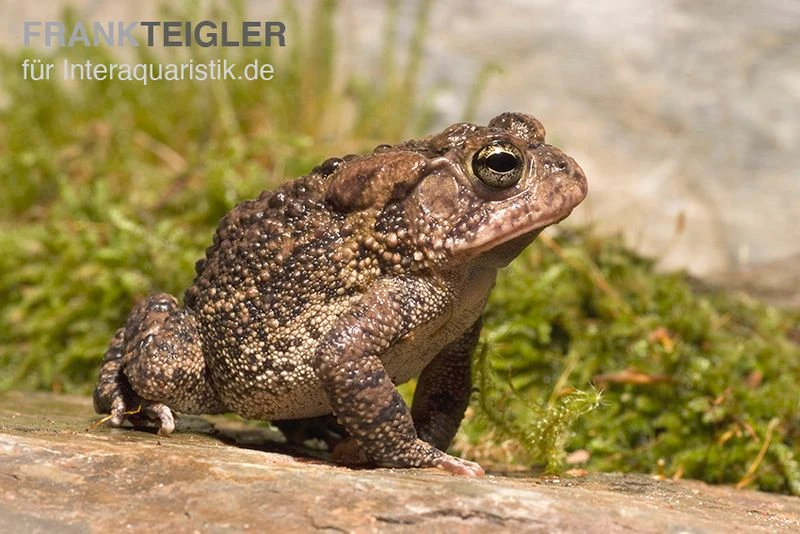 Floridakröte, Bufo Terrestris 3 Floridakröte, Bufo Terrestris