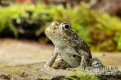 Flussfrosch, Rana Heckscheri 7 Flussfrosch, Rana Heckscheri -AQUATLATI Geschaft Flussfrosch Rana heckscheri 3