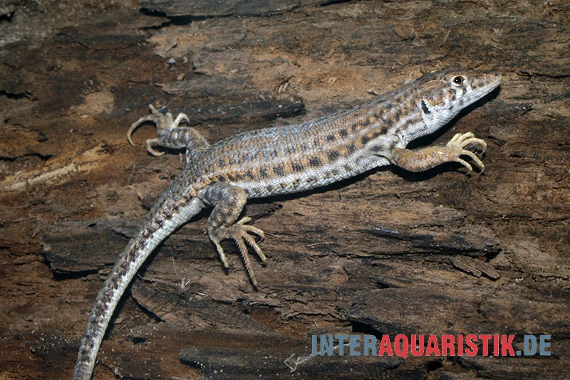 Franseneidechse, Acanthodactylus Boskianus 3 Franseneidechse, Acanthodactylus Boskianus