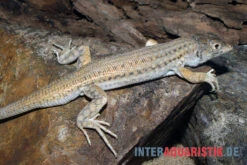 Franseneidechse, Acanthodactylus Boskianus 7 Franseneidechse, Acanthodactylus Boskianus -AQUATLATI Geschaft Franseneidechse Acanthodactylus boskianus 3