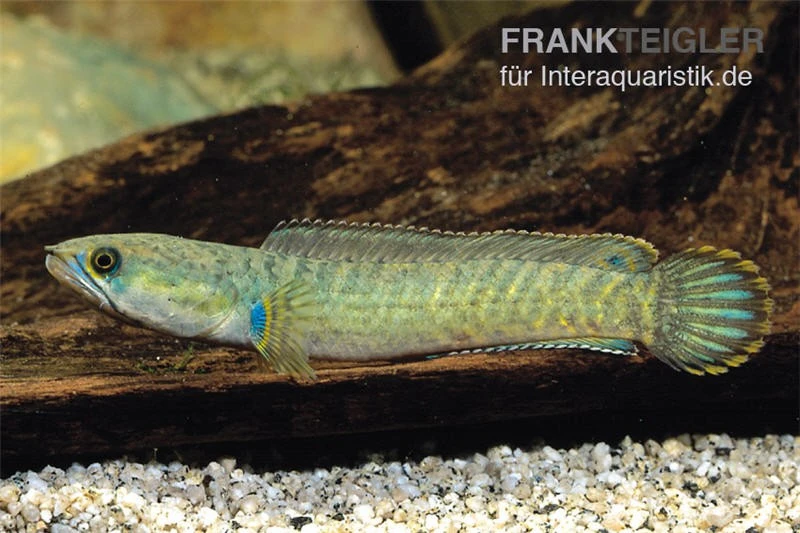 Froschschlangenkopf, Channa Gachua, 4-5 Cm 3 Froschschlangenkopf, Channa Gachua, 4-5 Cm