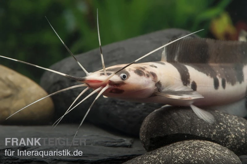 Froschwels Marmor, Clarias Batrachus 4 Froschwels Marmor, Clarias Batrachus - Image 2