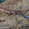 Fünfstreifenskink, Trachylepis Quinquetaeniata 2 Fünfstreifenskink, Trachylepis Quinquetaeniata -AQUATLATI Geschaft Fuenfstreifenskink Trachylepis quinquetaeniata 2 neu jpg