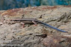 Fünfstreifenskink, Trachylepis Quinquetaeniata -AQUATLATI Geschaft Fuenfstreifenskink Trachylepis quinquetaeniata 3 neu jpg