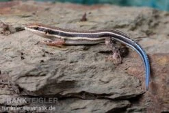 Fünfstreifenskink, Trachylepis Quinquetaeniata -AQUATLATI Geschaft Fuenfstreifenskink Trachylepis quinquetaeniata 4 neu jpg