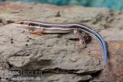 Fünfstreifenskink, Trachylepis Quinquetaeniata -AQUATLATI Geschaft Fuenfstreifenskink Trachylepis quinquetaeniata 5 neu jpg
