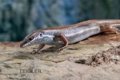 Fünfstreifenskink, Trachylepis Quinquetaeniata -AQUATLATI Geschaft Funfstreifenskink Trachylepis quinquetaeniata 2 1