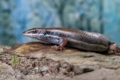 Fünfstreifenskink, Trachylepis Quinquetaeniata -AQUATLATI Geschaft Funfstreifenskink Trachylepis quinquetaeniata 2 2