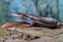 Fünfstreifenskink, Trachylepis Quinquetaeniata -AQUATLATI Geschaft Funfstreifenskink Trachylepis quinquetaeniata 2 3