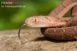 Gansi-Eierschlange, Dasypeltis Gansi -AQUATLATI Geschaft Gansi Eierschlange Dasypeltis gansi neu 4