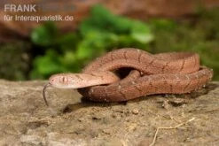Gansi-Eierschlange, Dasypeltis Gansi -AQUATLATI Geschaft Gansi Eierschlange Dasypeltis gansi neu 5
