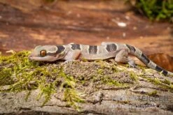 Gebänderter Blattzehengecko, Hemidactylus Fasciatus -AQUATLATI Geschaft Gebaenderter Blattzehengecko Hemidactylus fasciatus 3