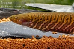 Gebänderter Messerfisch, Gymnotus Carapo