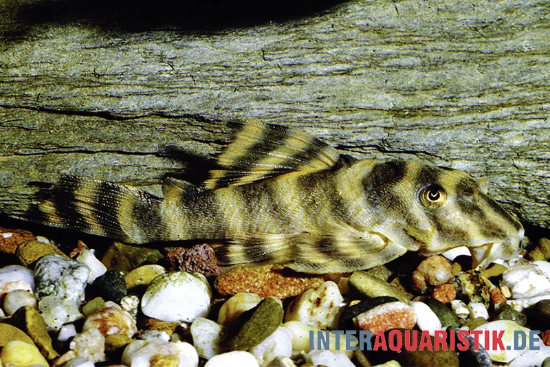 Gebänderter Zwergschilderwels, L038, Peckoltia Spec. 3 Gebänderter Zwergschilderwels, L038, Peckoltia Spec.