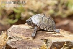 Gekielte Moschusschildkröte, Kinosternon Carinatum -AQUATLATI Geschaft Gekielte Moschusschildkroete Kinosternon spec
