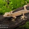 Streifengecko, Gekko Vittatus -AQUATLATI Geschaft Gekko vittatus RECFT02564