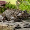 Gekrönter Ochsenfrosch, Hoplobatrachus Occipitalis 1 Gekrönter Ochsenfrosch, Hoplobatrachus Occipitalis -AQUATLATI Geschaft Gekroenter Ochsenfrosch Hoplobatrachus occipitalis 1
