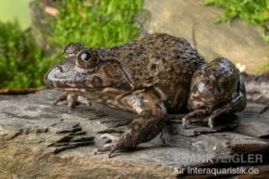 Gekrönter Ochsenfrosch, Hoplobatrachus Occipitalis -AQUATLATI Geschaft Gekroenter Ochsenfrosch Hoplobatrachus occipitalis 2