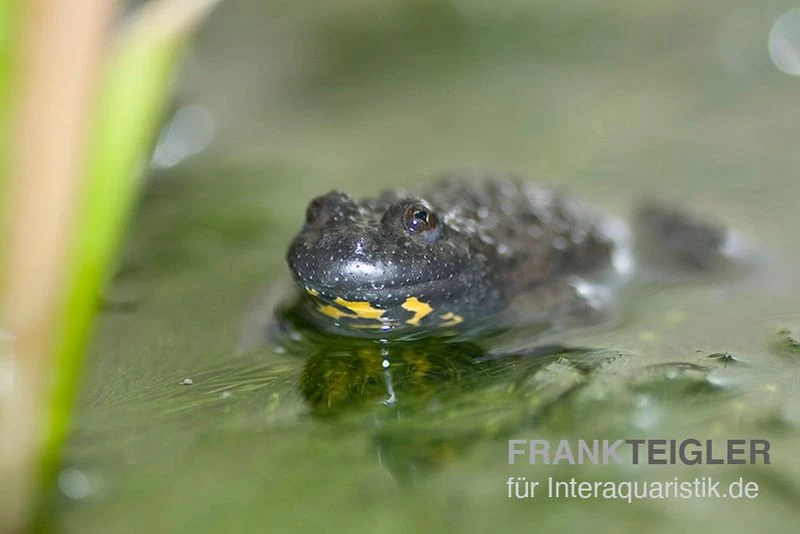 Gelbbauchunke, Bombina Variegata 4 Gelbbauchunke, Bombina Variegata – Bild 2
